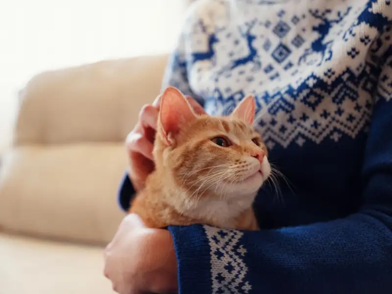 first time cat owner,best cat breed for first time owners,best cat breeds for first time owners,worst cat breeds for first-time owners,10 worst cat breeds for first-time owners,12 worst cat breeds for first-time owners,13 worst cat breeds for first-time owners,10 best cat breeds for first time owners,new cat owner,cat breeds for first time owners,first time pet owner,first time cat owner guide,worst cat breeds for first time owners
