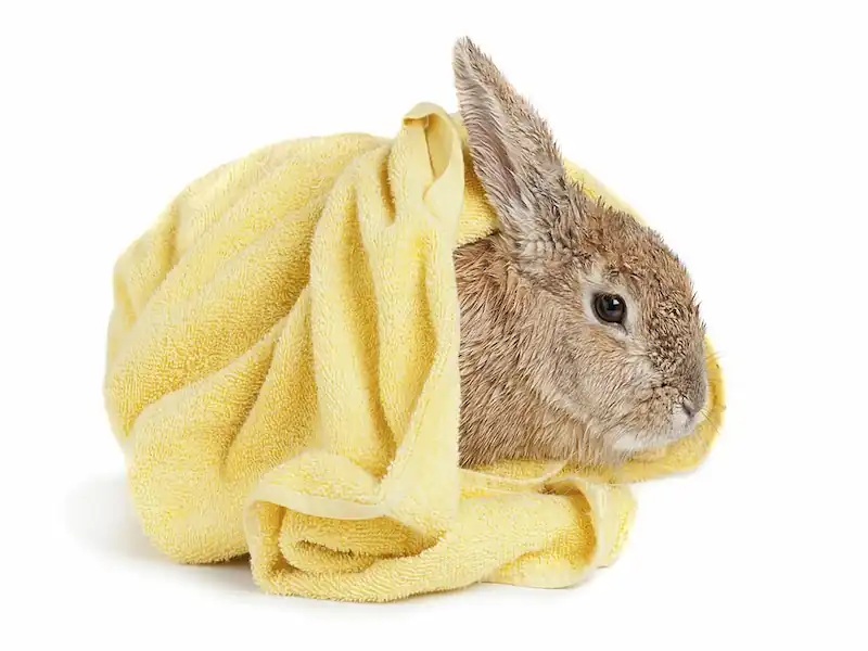 how to take care of a rabbit, rabbits for sale, rabbit food, rabbit care,rabbit,pet rabbit,rabbits,free roam rabbit,rabbit cage,bonding with rabbit,house rabbit,bunny rabbit,rabbit diet,rabbit hutch,rabbit shopping,rabbit litterbox,breeding rabbits,train rabbits,cute rabbit,rabbit toys,rabbit care routine,rabbit supplies,how to train your rabbit,house rabbits,daily rabbit care,cute rabbit video,rabbit food,care for a rabbit,rabbit routine,car ride rabbit,complete rabbit care guide,rabbit hay, how to take care of a bunny, rabbits as pets, rabbit exercise wheel
