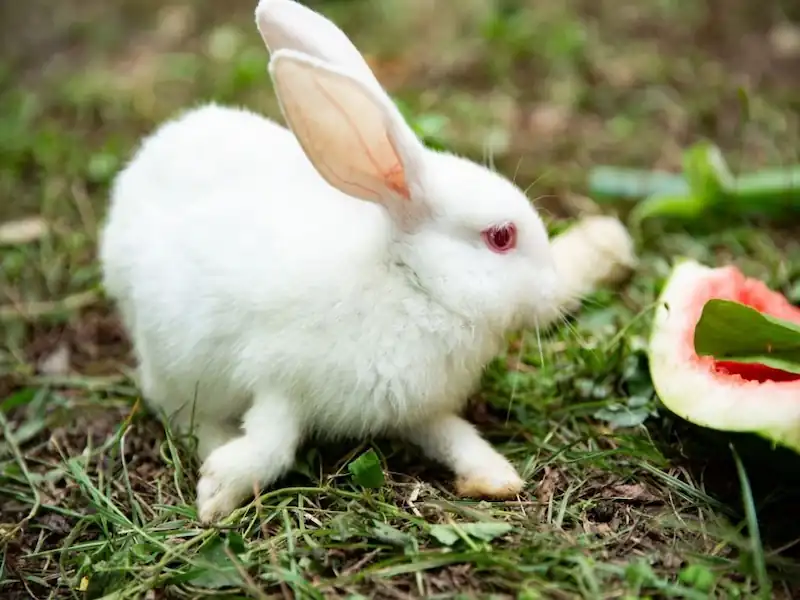 rabbit watermelon, rabbit eating watermelon, rabbit eating, rabbit, eating watermelon, cute rabbit, can rabbits eat, rabbit care, rabbits, rabbit eating asmr, rabbit video, cute rabbit video, cutest rabbit, rabbit asmr, funny rabbit, rabbit banana, rabbit drinking, rabbit movie, a rabbit video, watermelon, rabbit air horn, can rabbits eat watermelon, do rabbits eat watermelon, rabbit honking, rabbit squeaking, rabbits eating watermelon rind