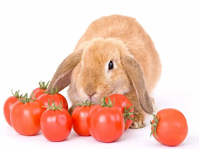 Can Rabbits Eat Tomatoes, rabbits, rabbit, can rabbits eat tomatoes, rabbit food, rabbit care, what do rabbits eat, what rabbits eat, cute rabbit, rabbit diet, rabbits eating tomatoes, meat rabbits, what to feed a rabbit, rabbit eating, rabbit eat tomatoes?, rabbit eating tomatoes, raising meat rabbits, house rabbits, what can rabbits eat, can rabbits eat, safe rabbit foods, pet rabbit, rabbit treats, house rabbit, how to raise meat rabbits, pet rabbits, new zealand rabbits, indoor rabbits