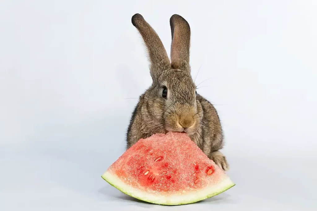 rabbit watermelon, rabbit eating watermelon, rabbit eating, rabbit, eating watermelon, cute rabbit, can rabbits eat, rabbit care, rabbits, rabbit eating asmr, rabbit video, cute rabbit video, cutest rabbit, rabbit asmr, funny rabbit, rabbit banana, rabbit drinking, rabbit movie, a rabbit video, watermelon, rabbit air horn, can rabbits eat watermelon, do rabbits eat watermelon, rabbit honking, rabbit squeaking, rabbits eating watermelon rind