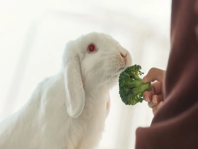 can rabbits eat broccoli, what do rabbits eat, rabbits, can rabbit eat broccoli, what rabbits eat, rabbit, rabbits eat broccoli, can rabbits eat broccoli rabe, rabbit care, rabbit eating broccoli, rex rabbits eat broccoli, rabbits eat broccoli rabe, can rabbits eat, can bunnies eat broccoli, can rabbits eat baby broccoli, can rabbits eat broccoli leaves, rabbits eating broccoli, rabbit diet, rabbit food, rabbits eating broccoli rabe, can a bunny rabbit eat broccoli