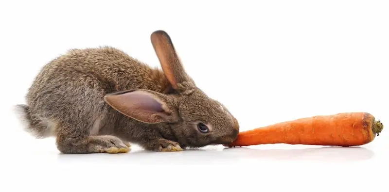 what do rabbits eat, rabbits, what rabbits eat, rabbit care, rabbit, what can rabbits eat, can rabbits eat, what to feed a rabbit, rabbit diet, what vegetables can rabbits eat, rabbit food, what do baby rabbits eat, what do wild rabbits eat, what do meat rabbits eat, what plants do rabbits eat, what do adults rabbits eat, Minecraft what do rabbits eat, what do rabbits eat in the wild, what do rabbits eat in Minecraft, meat rabbits, house rabbit, rabbit eating