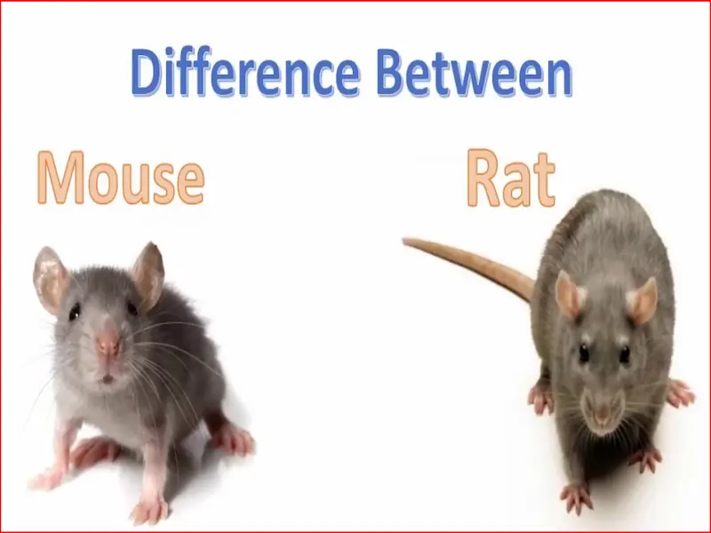 rats, pack rats, get rid of rats, roof rat, rat kill, exterminator for mice, sewer rats, brown rats, rat exterminator, rats nest, rat control, rats in house, exterminator for mice near me, a rat, rat infestation, rat exterminator near me, rats in the walls, catch the rat, mice in attics, exterminator for mice, rat, mice, rat and mouse, exterminator for rodents, mice in ceiling, rat mice, pest control for rats and mice, mice mouse rat, mice in crawl space