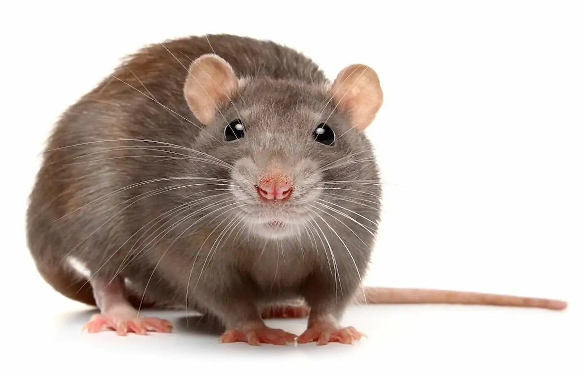 rats, pack rats, get rid of rats, roof rat, rat kill, exterminator for mice, sewer rats, brown rats, rat exterminator, rats nest, rat control, rats in house, exterminator for mice near me, a rat, rat infestation, rat exterminator near me, rats in the walls, catch the rat