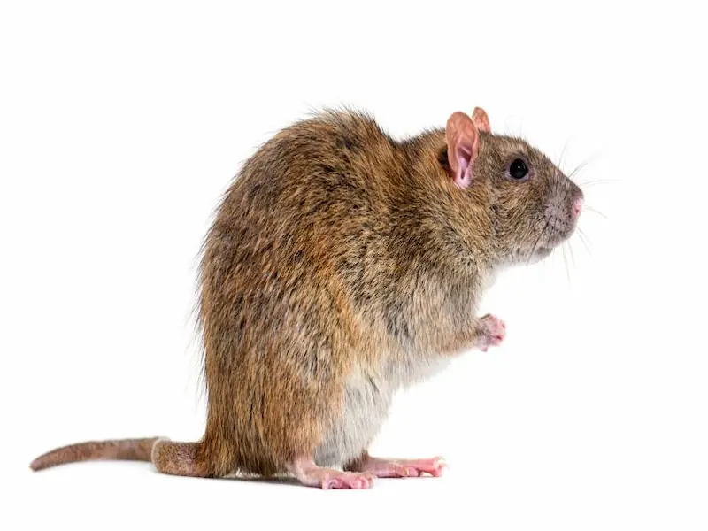 rats, pack rats, get rid of rats, roof rat, rat kill, exterminator for mice, sewer rats, brown rats, rat exterminator, rats nest, rat control, rats in house, exterminator for mice near me, a rat, rat infestation, rat exterminator near me, rats in the walls, catch the rat