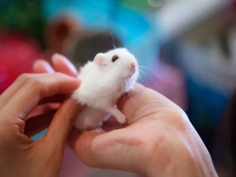 A Complete Guide to Take Care of Pet Rats