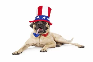 american mastiff