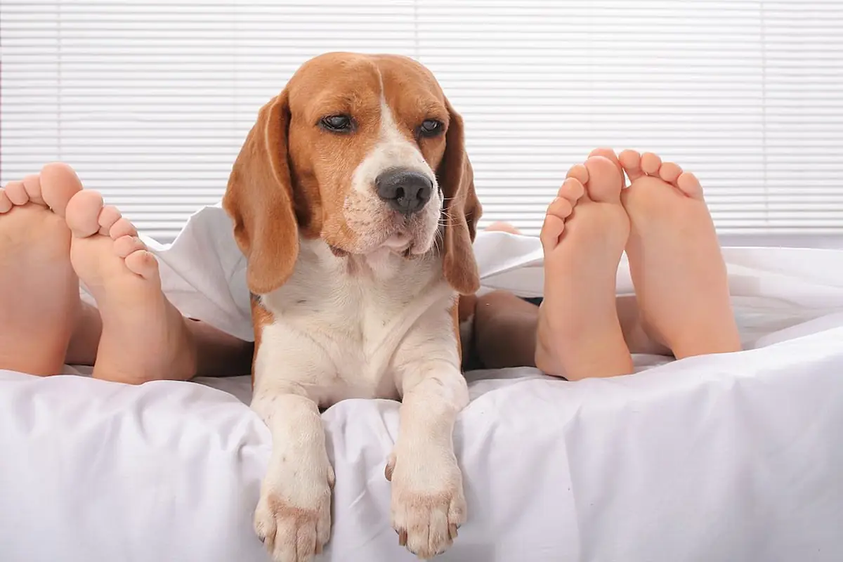 Why Dogs Lay On Your Feet