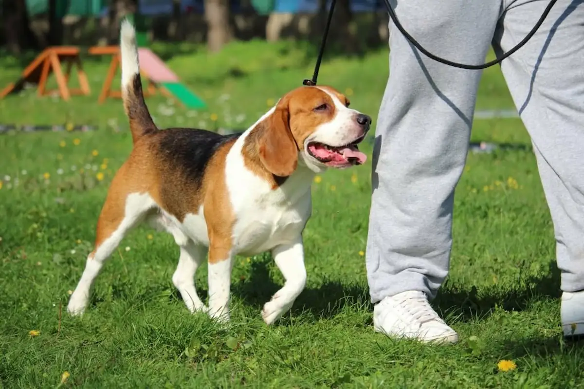 Useful Beagle Training Tips