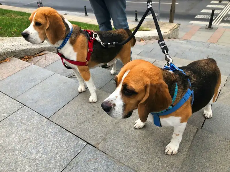 Are Beagles Good With Other Dogs