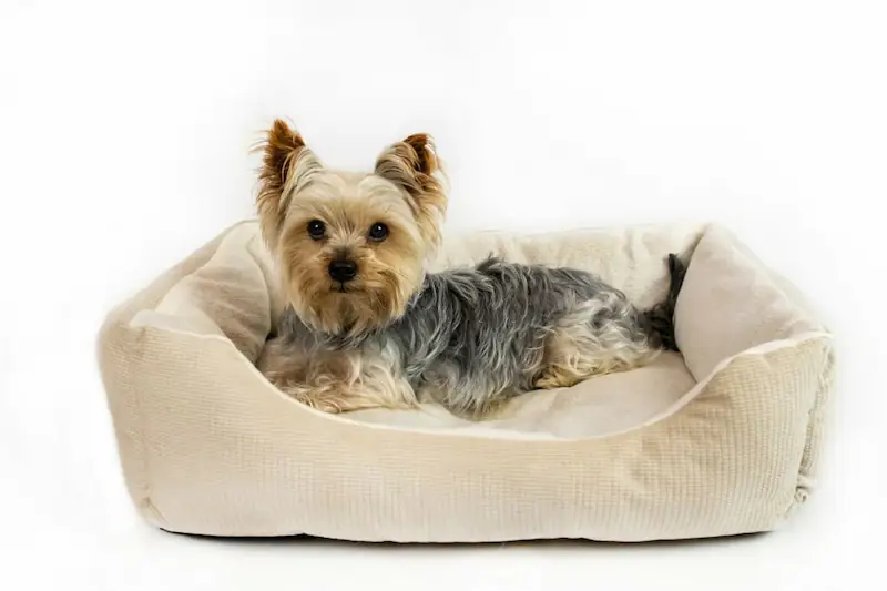 Best Rated Bolster Dog Beds in 2023