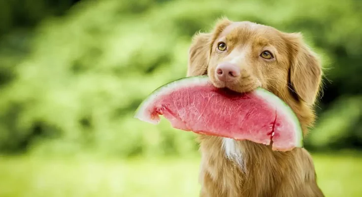 Can Dogs Eat Watermelon