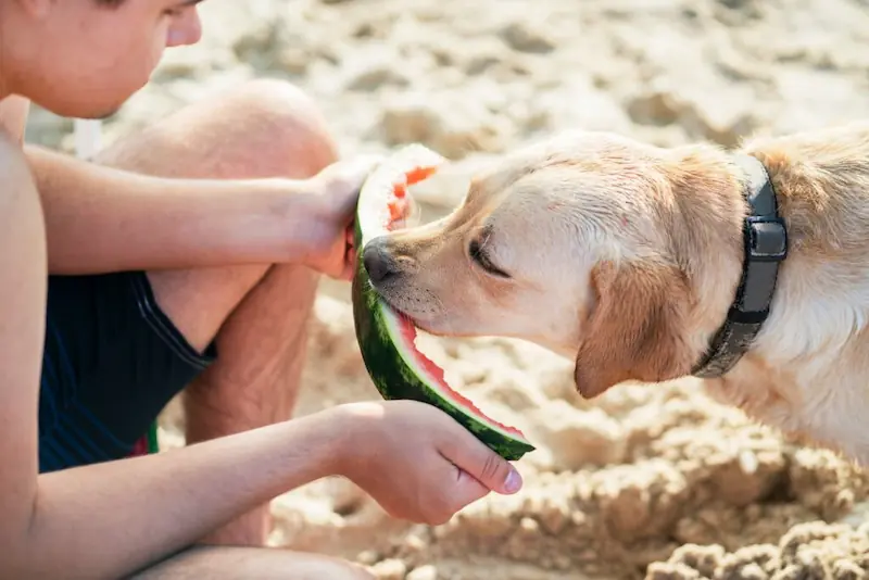 Can my dog eat the watermelon's rind