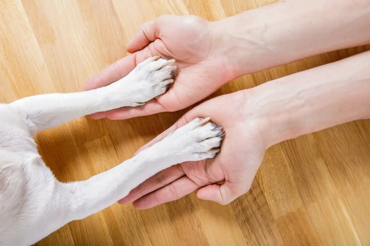 Dogs Put Their Paws On You