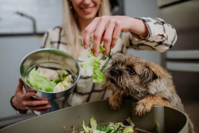 Feeding Lettuce to Your Dog
