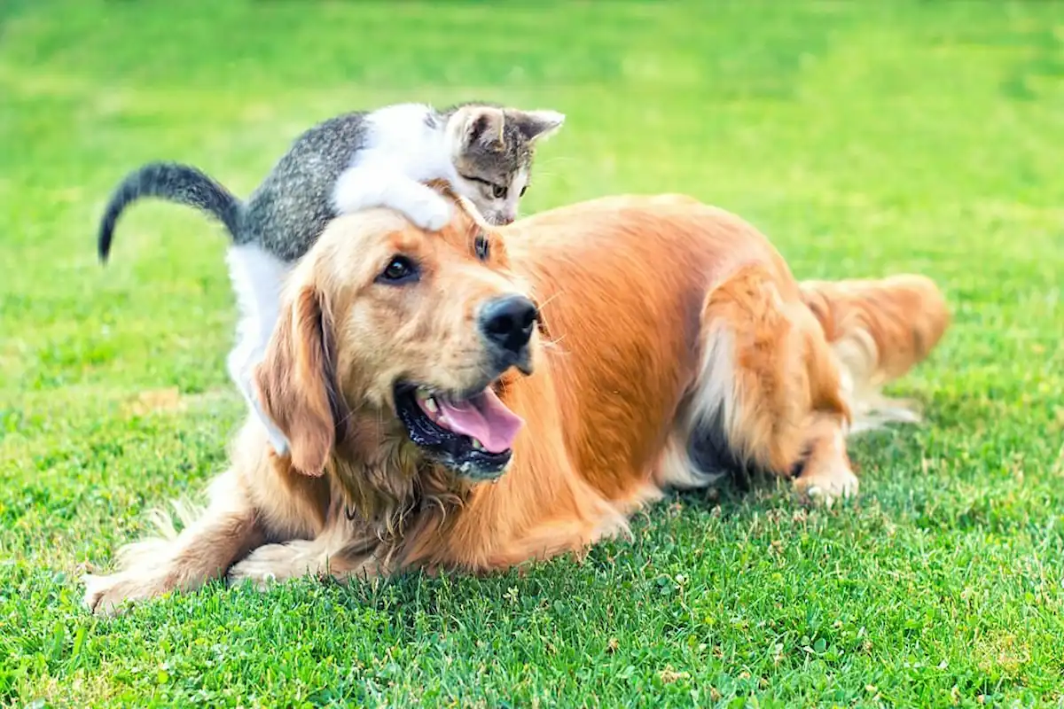 Getting Your Dog And Cat To Get Along
