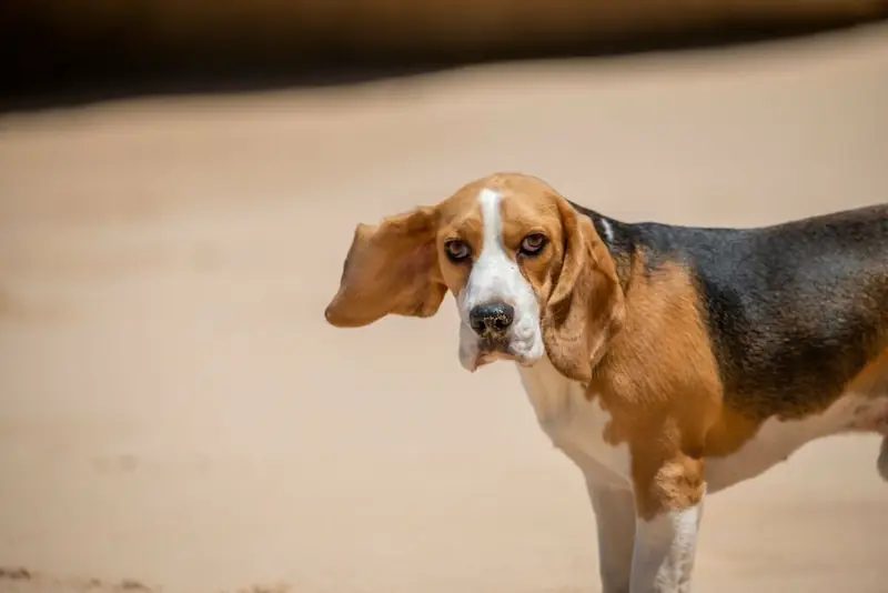 Have Long Ears For Catching Smells Beagle