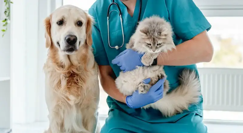 Health Of Your Dog Or Cat