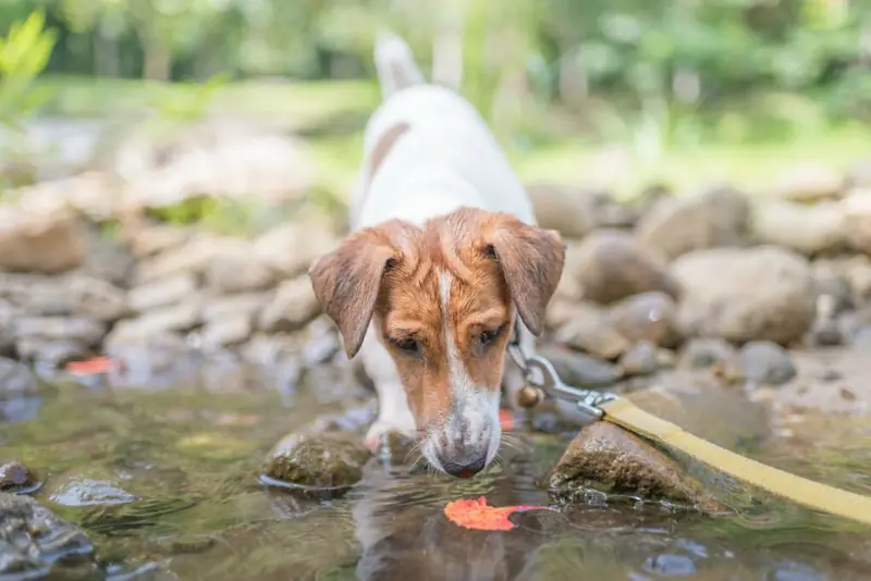 Here Are The Common Your Puppy's Breath Smells Like Fish