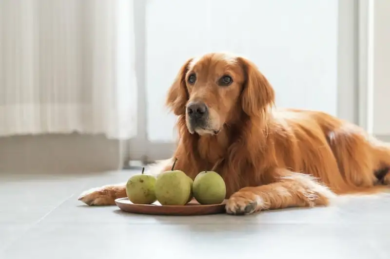 How Much Pear Can My Dog Have