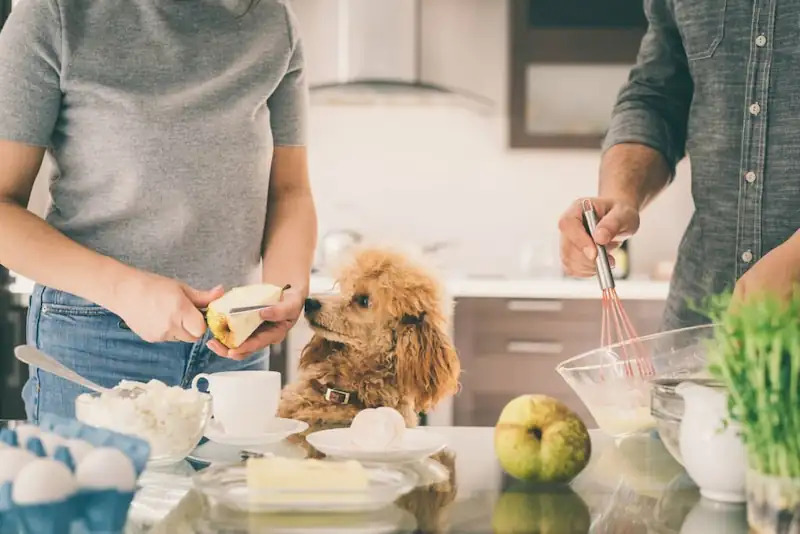 How Should I Prepare Pear For My Dog