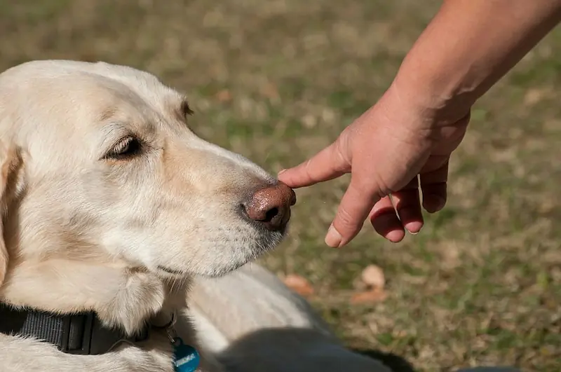 How To Stop A Dog Sniffing Your Breath