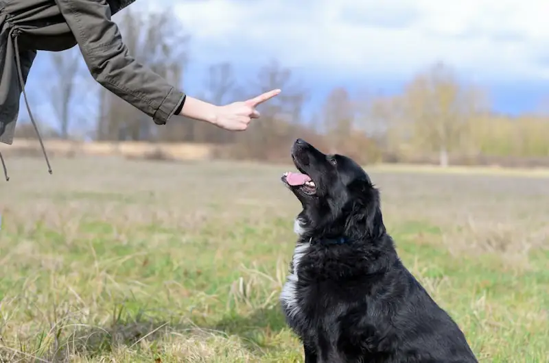 How To Train Your Dog To Stop Pawing