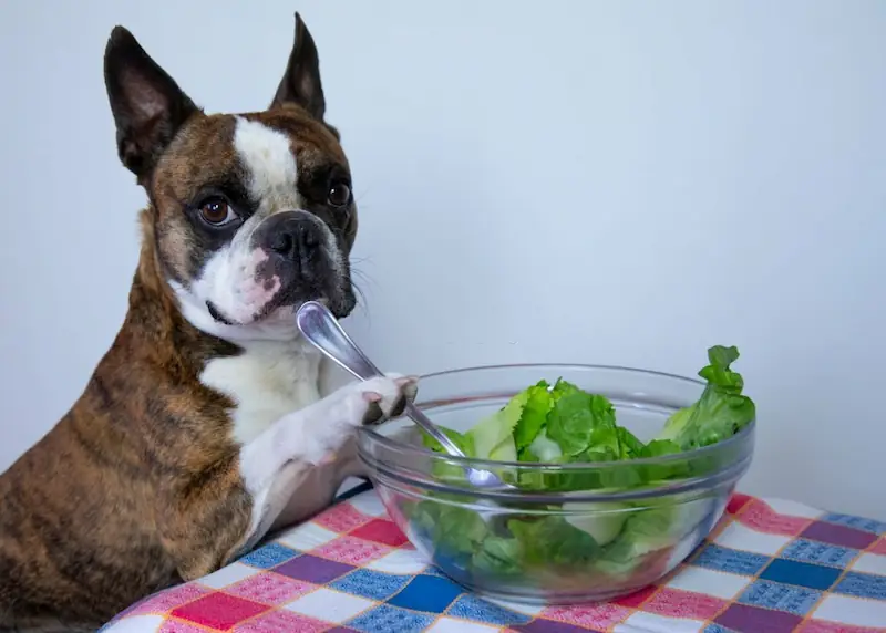 Is It Safe To Give My Dog Lettuce