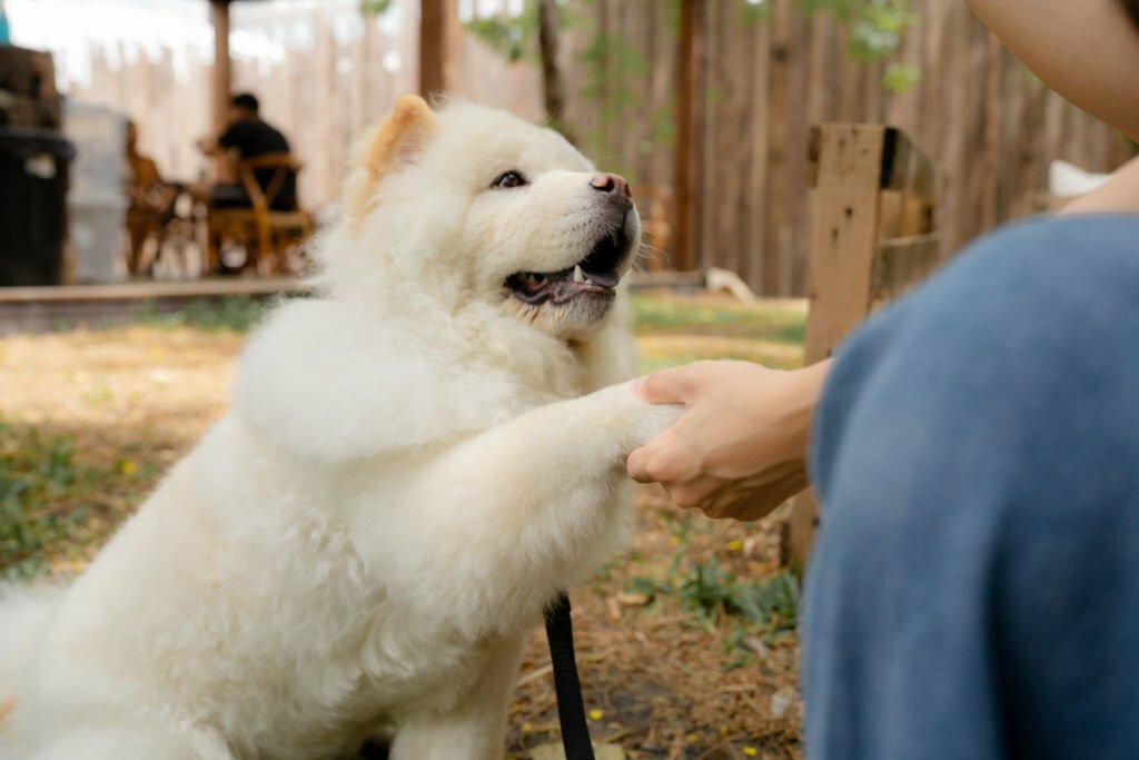 Learn To ‘Listen’ To Your Samoyed