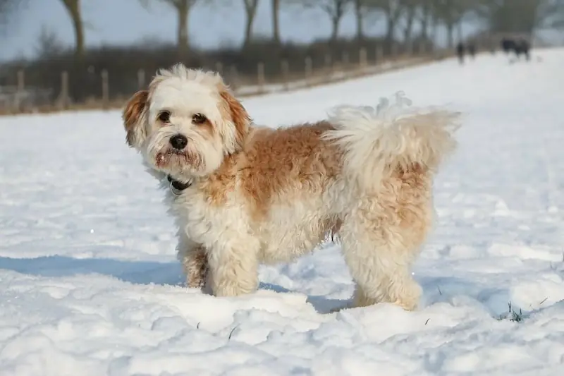 Maltese Dogs Have A Winter Nose