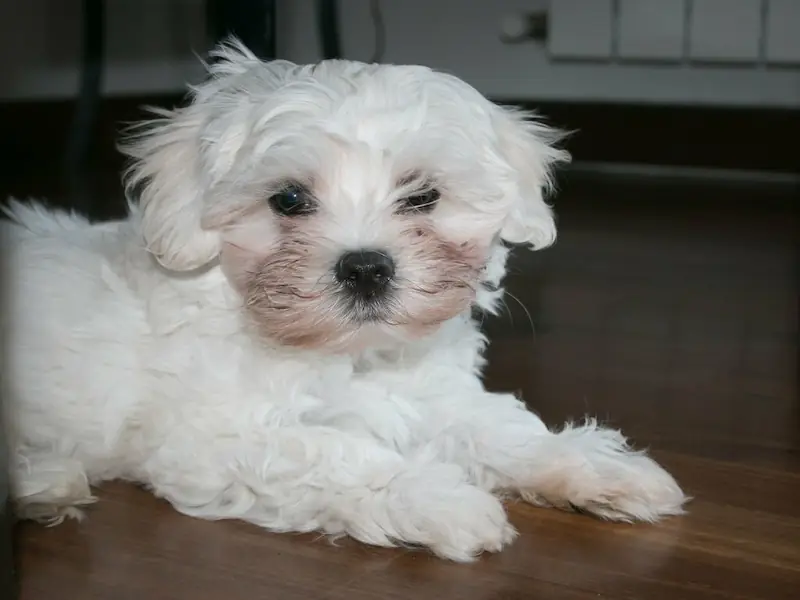 One Of The World’s Oldest Breeds, Maltese dogs