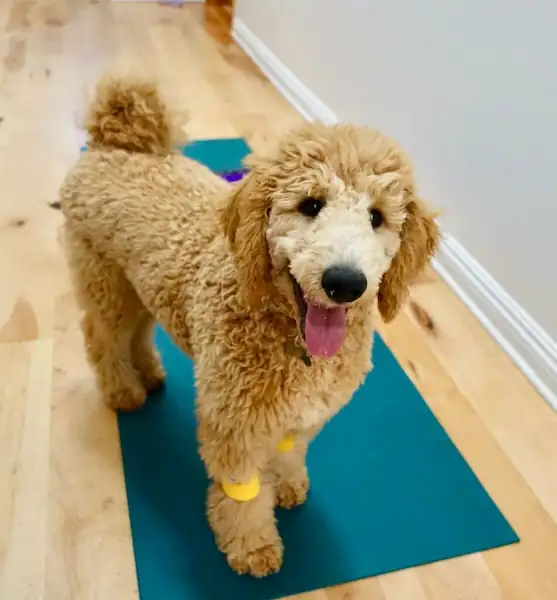 Overall goldendoodle Health
