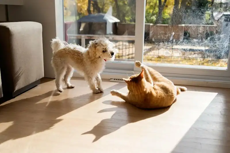 Playtime Between Your Dog And Cat
