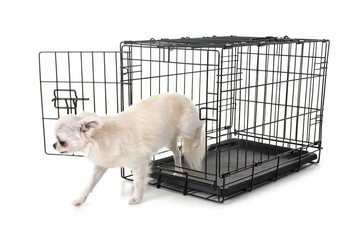 Pros and Cons of Crate Training a Dog