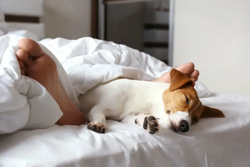 Should You Let Your Dog Sleep With You