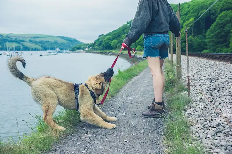 Simple Ways to Stop Your Dog From Pulling The Leash