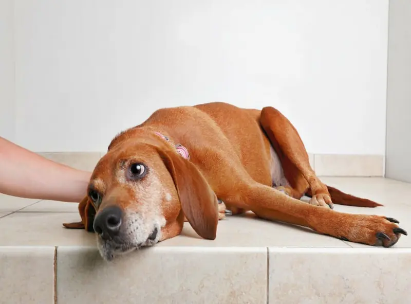 Symptoms of Constipation in Dogs