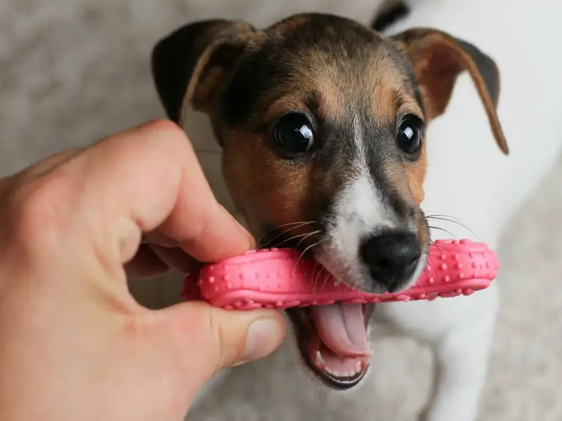 Teething Behaviors From Puppyhood