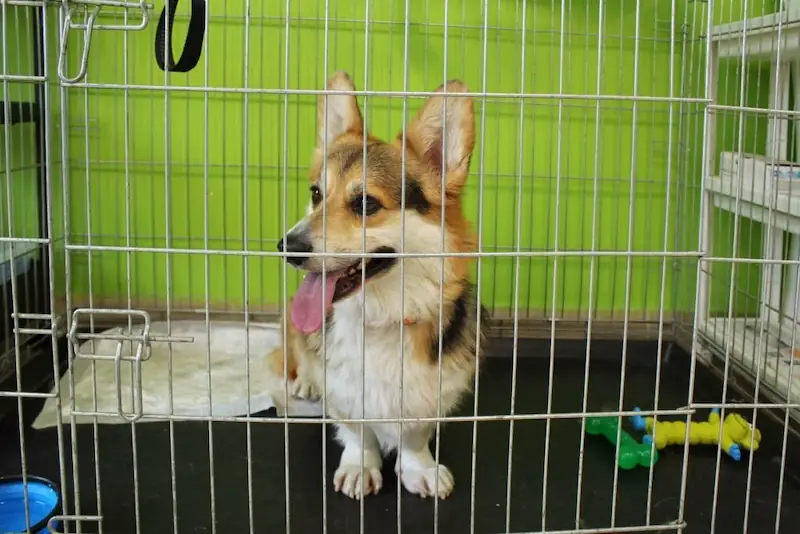 How To Keep A Dog Busy In A Crate