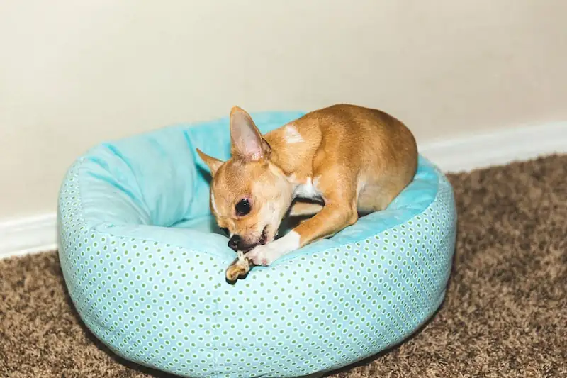 Top Donut Dog Bed Reviews