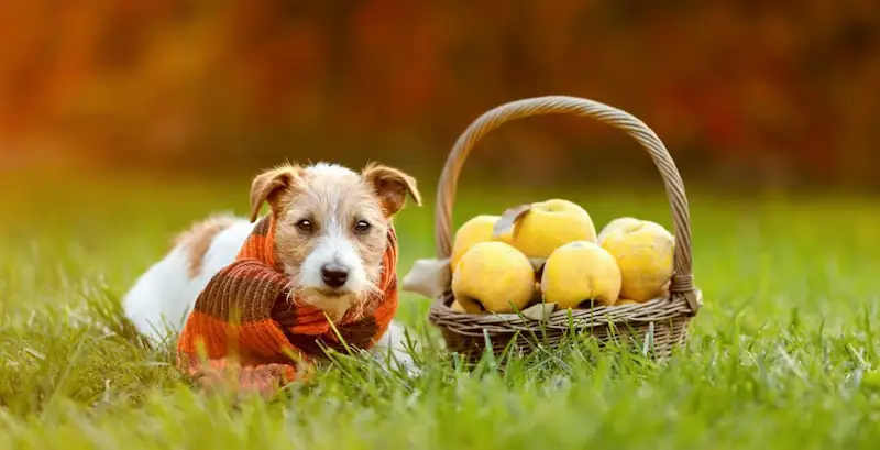 What About Other Types Of Fruit For My Dog