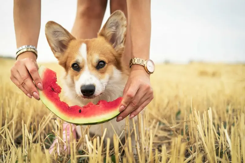 the benefits of watermelon for the health of my pet
