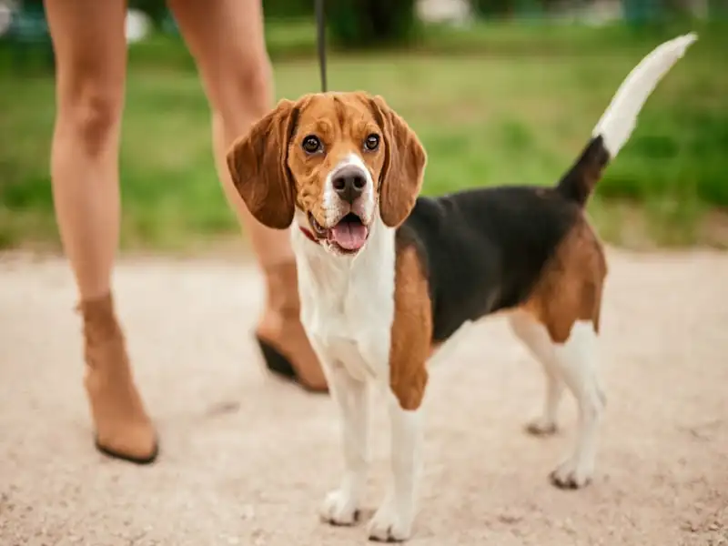 White Tails Indicate Pure Breed Beagles