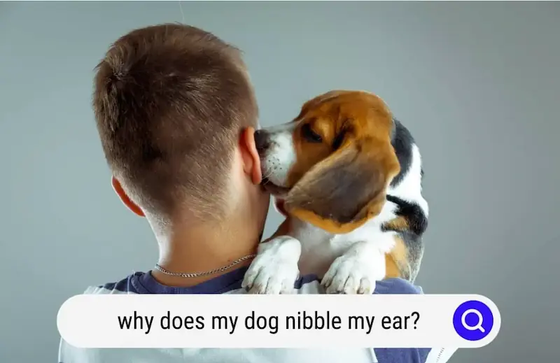 Why Does My Dog Nibble My Ears, dog nibbles me