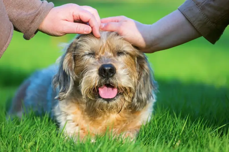 Why Dogs Like Being Petted