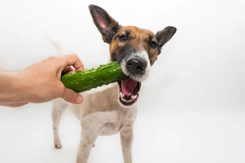 my dog eat Cucumber