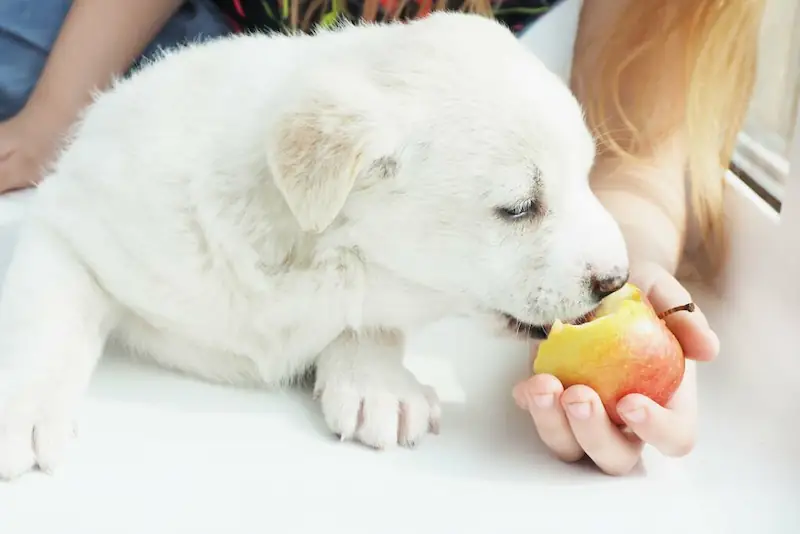 my dog eat Apples