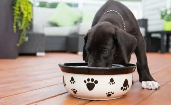 Ceramic Dog Bowls