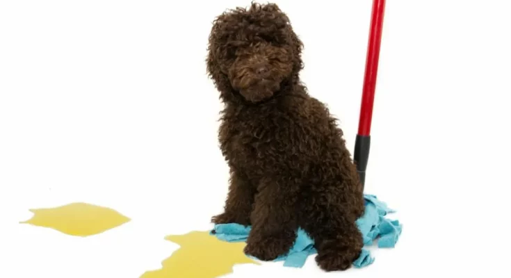 Best Mop for Dog Hair